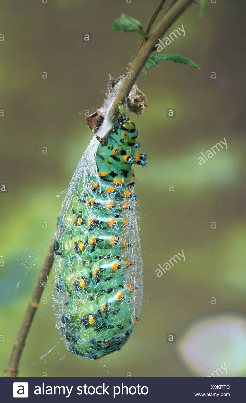 Agree with Australia caterpillar found giant xxx Read Australia caterpillar found giant xxx consider