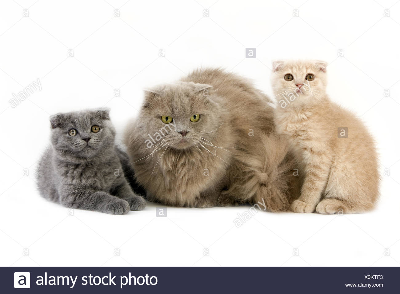 Lilac Self Highland Fold Or Lilac Self Scottish Fold Longhair