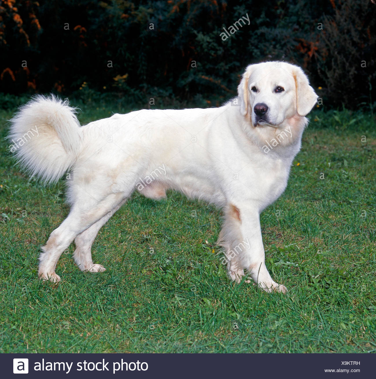 polish mountain dog