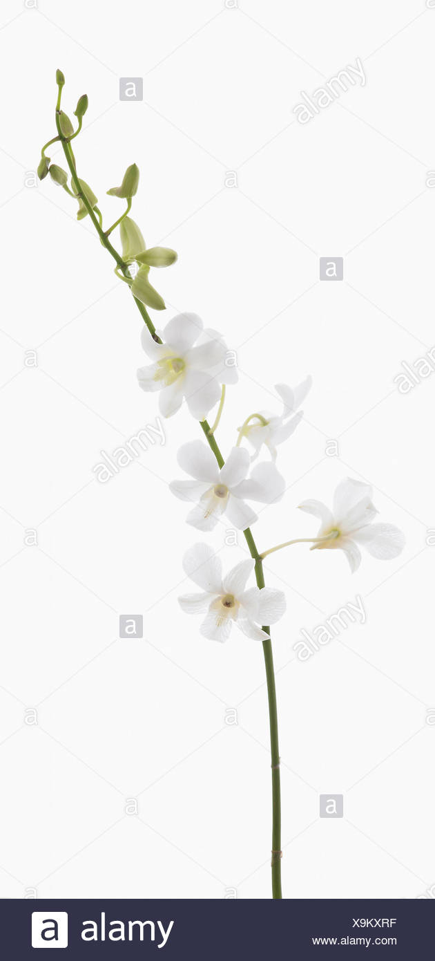 White Flowers On Single Stem Against A White Background Cutout High Resolution Stock Photography And Images Alamy