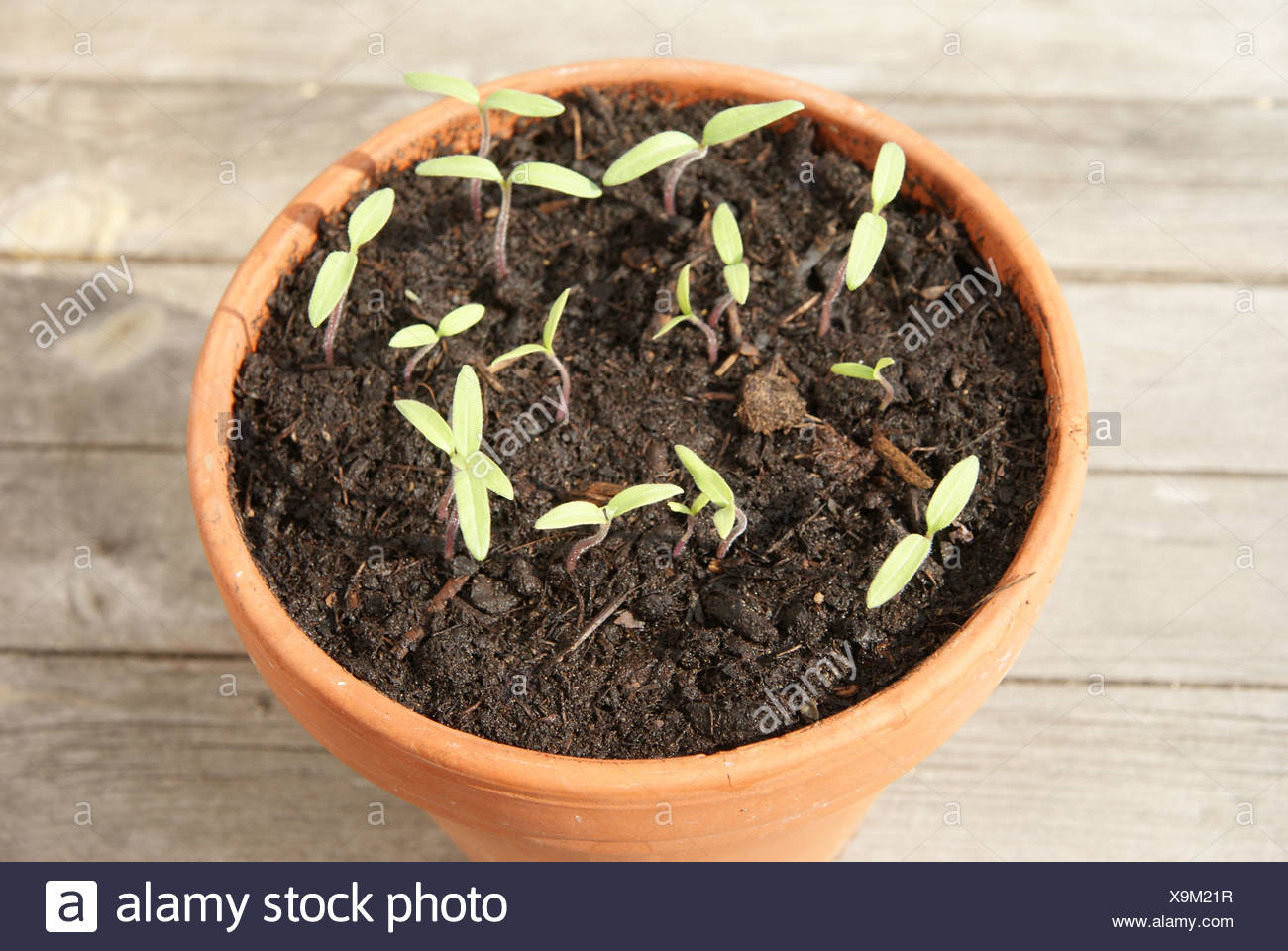 Tomaten Aussaen Stock Photos Tomaten Aussaen Stock Images Alamy
