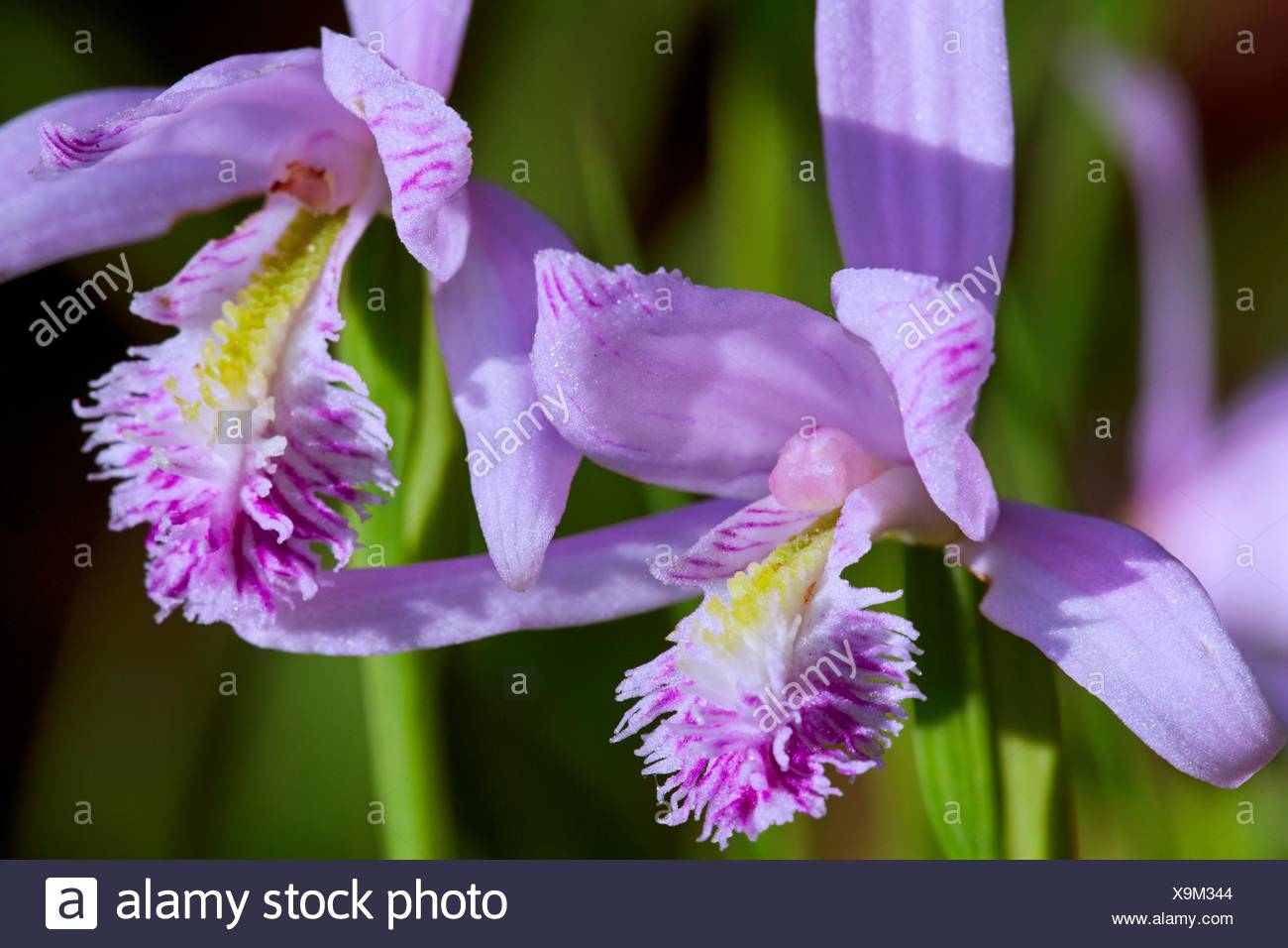 Rose Pogonia Pogonia ophioglossoides in bloom. The Pogonie belongs to the orchid family - Endemic in eastern North America.. Stock Photo