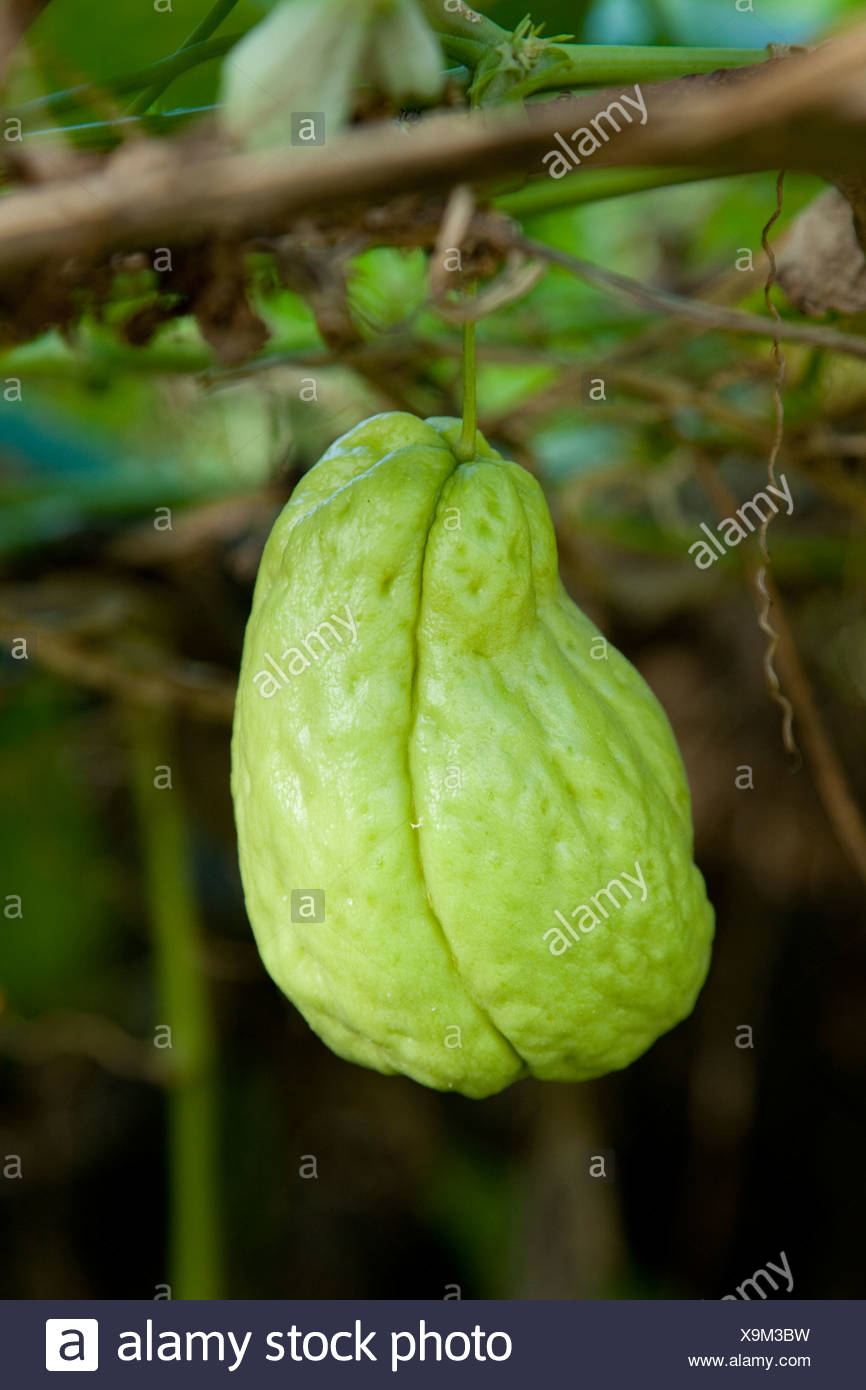 Chayote Sechium Edule A Vegetable Grown Mostly In The Cirque De Salazie Caldera Reunion Island Indian Ocean Stock Photo Alamy