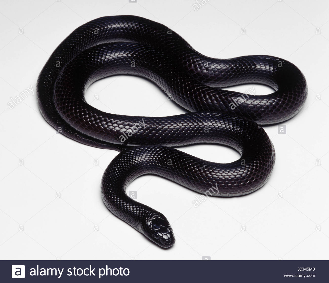 Mexican Black Kingsnake Lampropeltis Getula Nigrita Studio Shot Stock Photo Alamy Mexican Black Kingsnake Lampropeltis Getula Nigrita Studio Shot Stock Photo Alamy