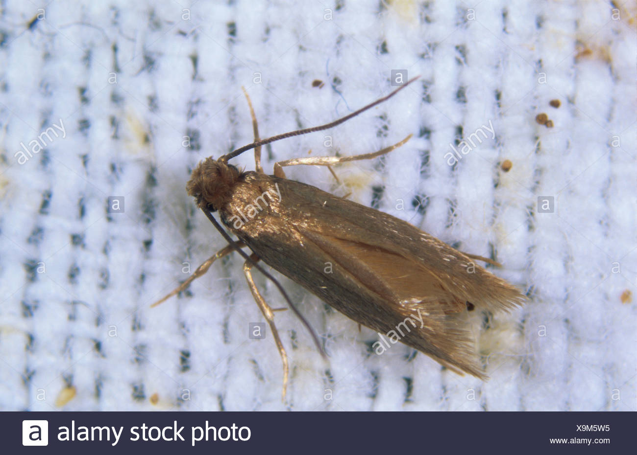 Clothes Moth Stock Photos Clothes Moth Stock Images Alamy