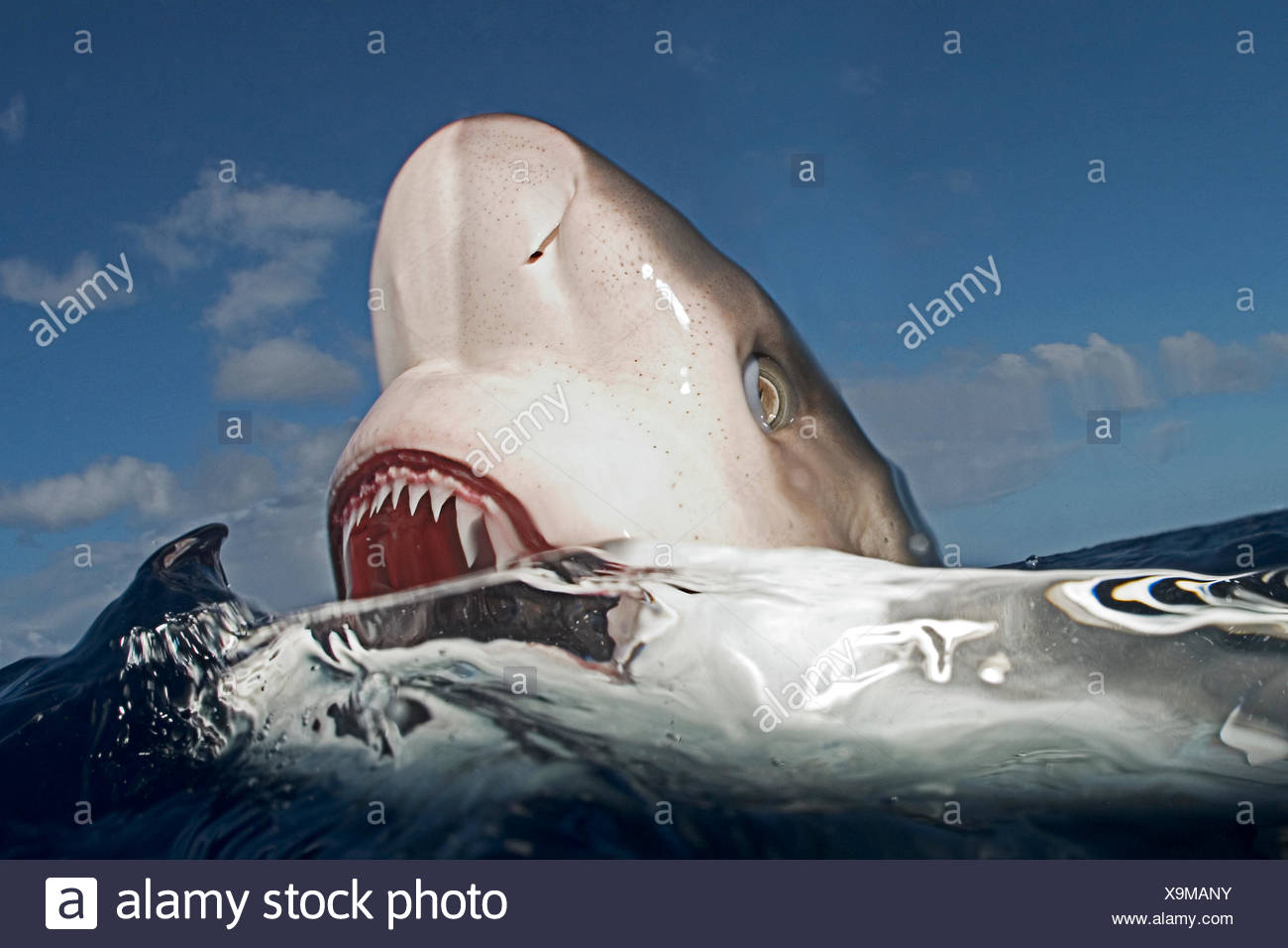 Hawaii Oahu North Shore Galapagos Shark Showing Teeth At