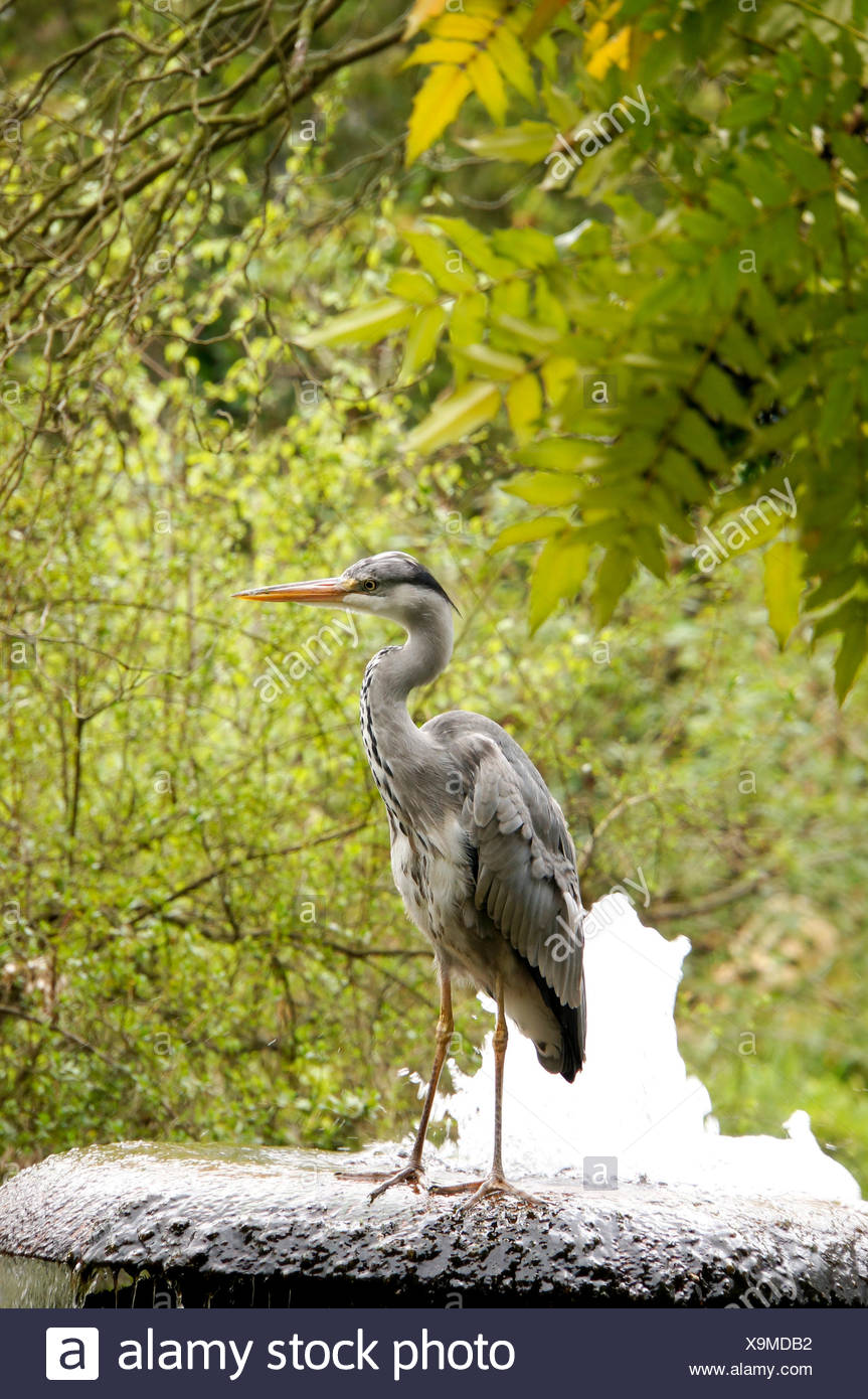 Deutschland Garten Brunnen Springbrunnen Stock Photos ...