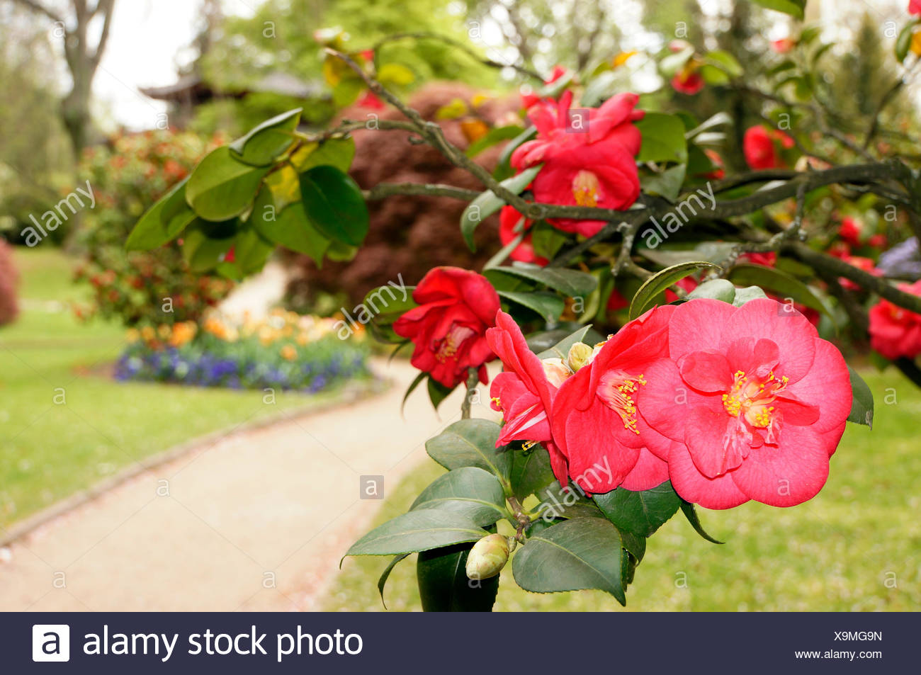 Kamelia Stock Photos Kamelia Stock Images Alamy