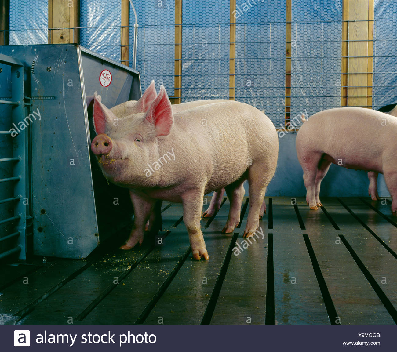 Market Weight Pigs Standing In Pen By Feeder Pennsylvania Stock