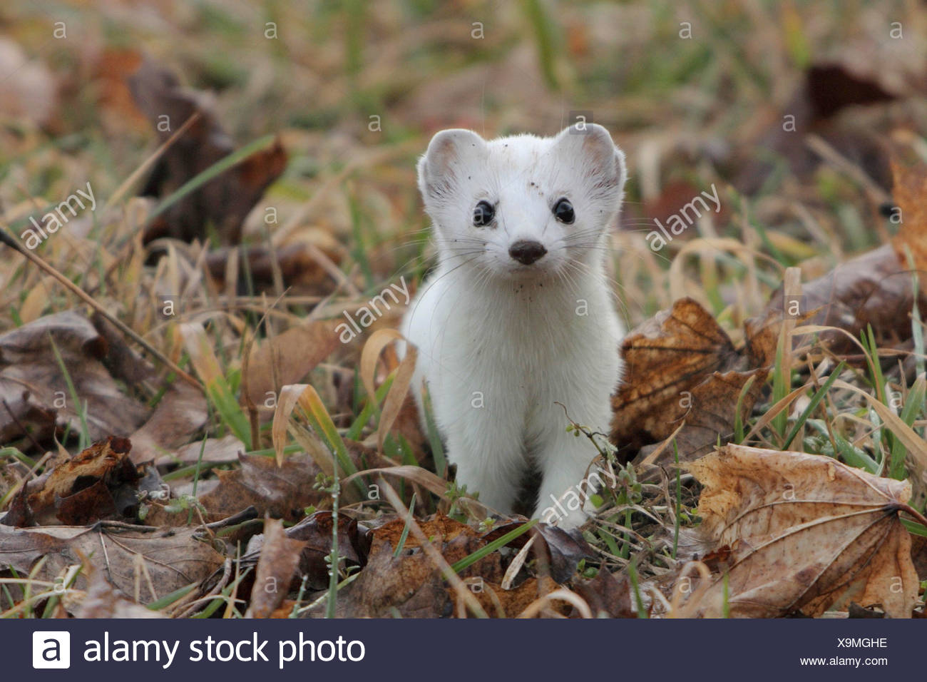 Ermine Fur Stock Photos & Ermine Fur Stock Images Alamy
