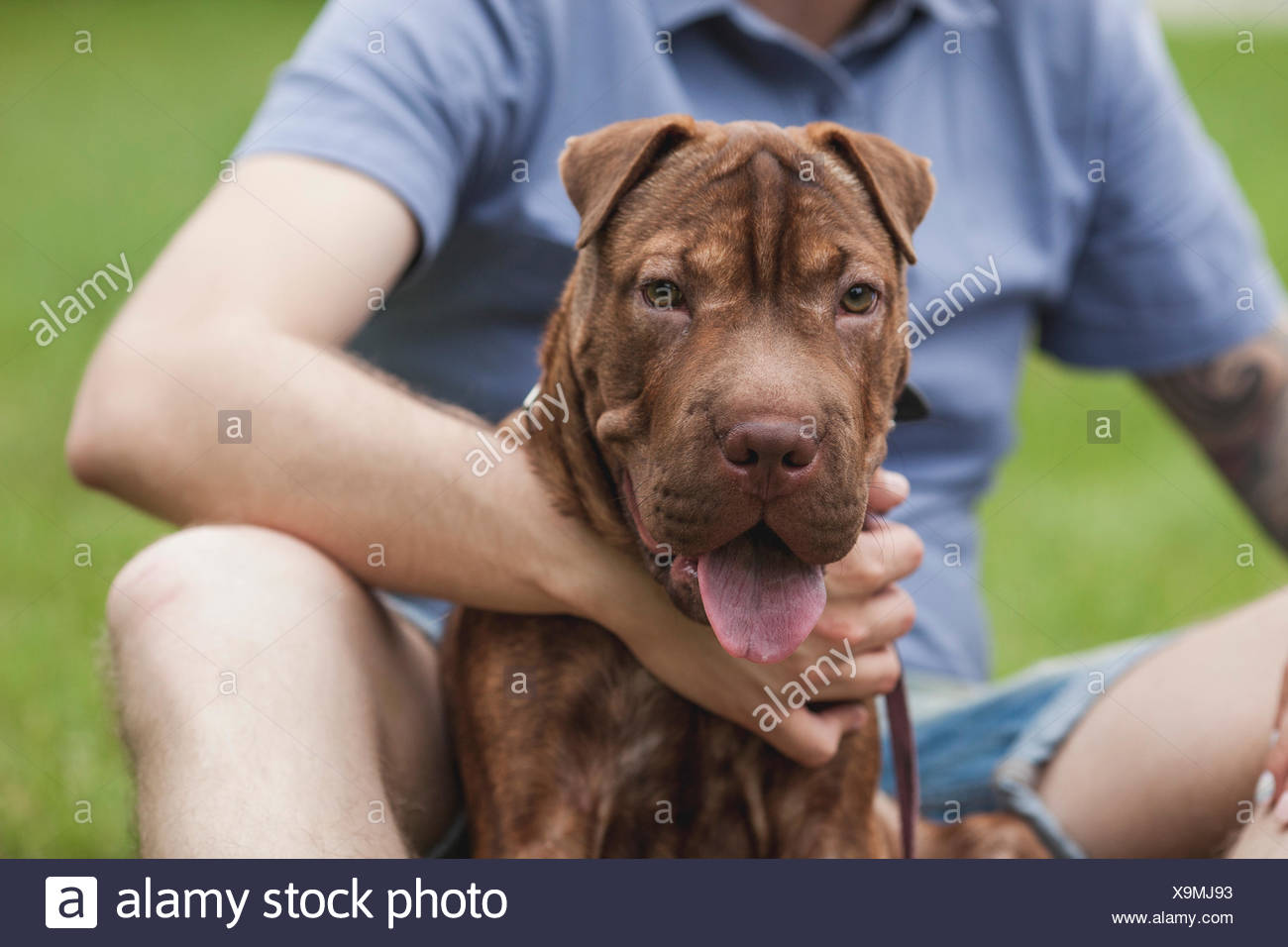 shar pei and terrier mix
