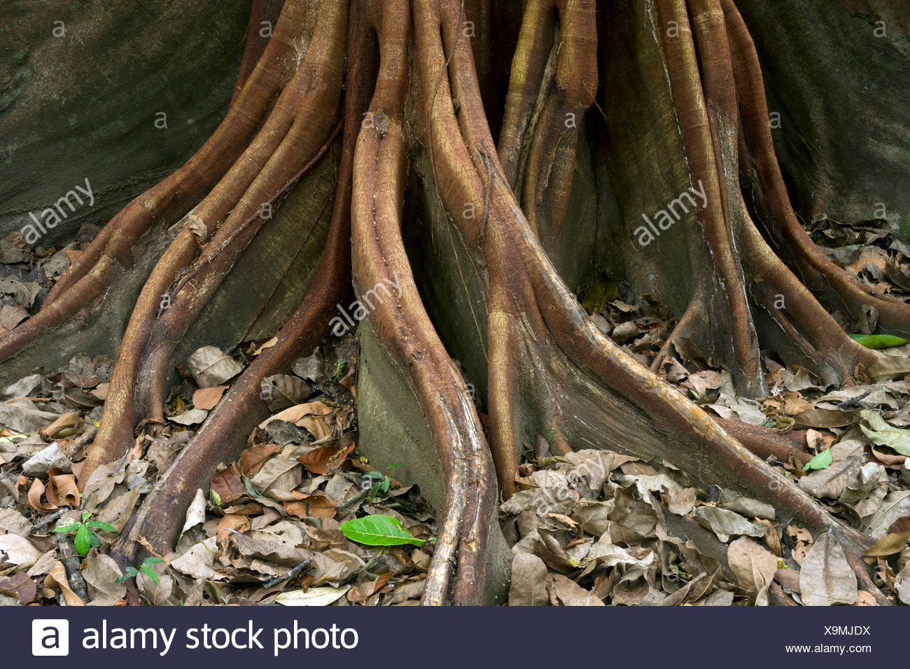 Roots Of Ficus Tree High Resolution Stock Photography and Images Alamy