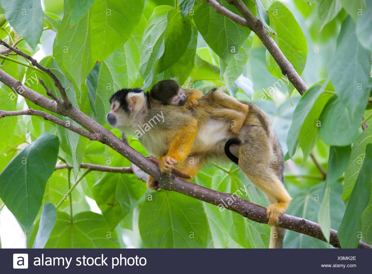 Monkey Behavior High Resolution Stock Photography and Images Alamy