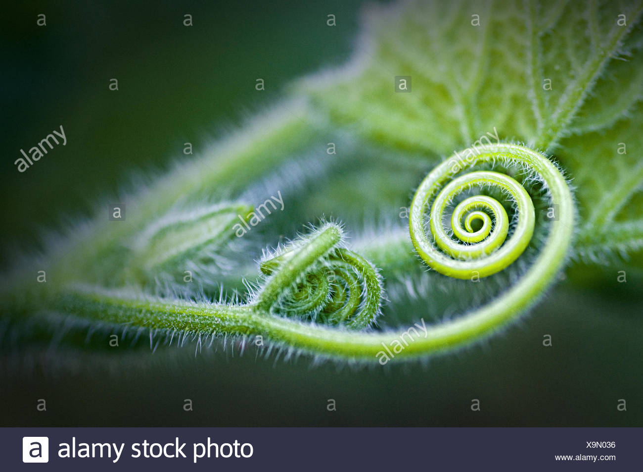 Plant Leaves Spiral High Resolution Stock Photography and Images - Alamy