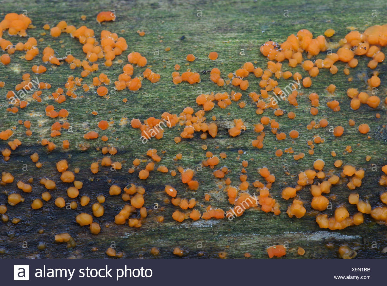 Oranje druppelzwam groeien als dichtheid op dode hout Stock Photo Alamy