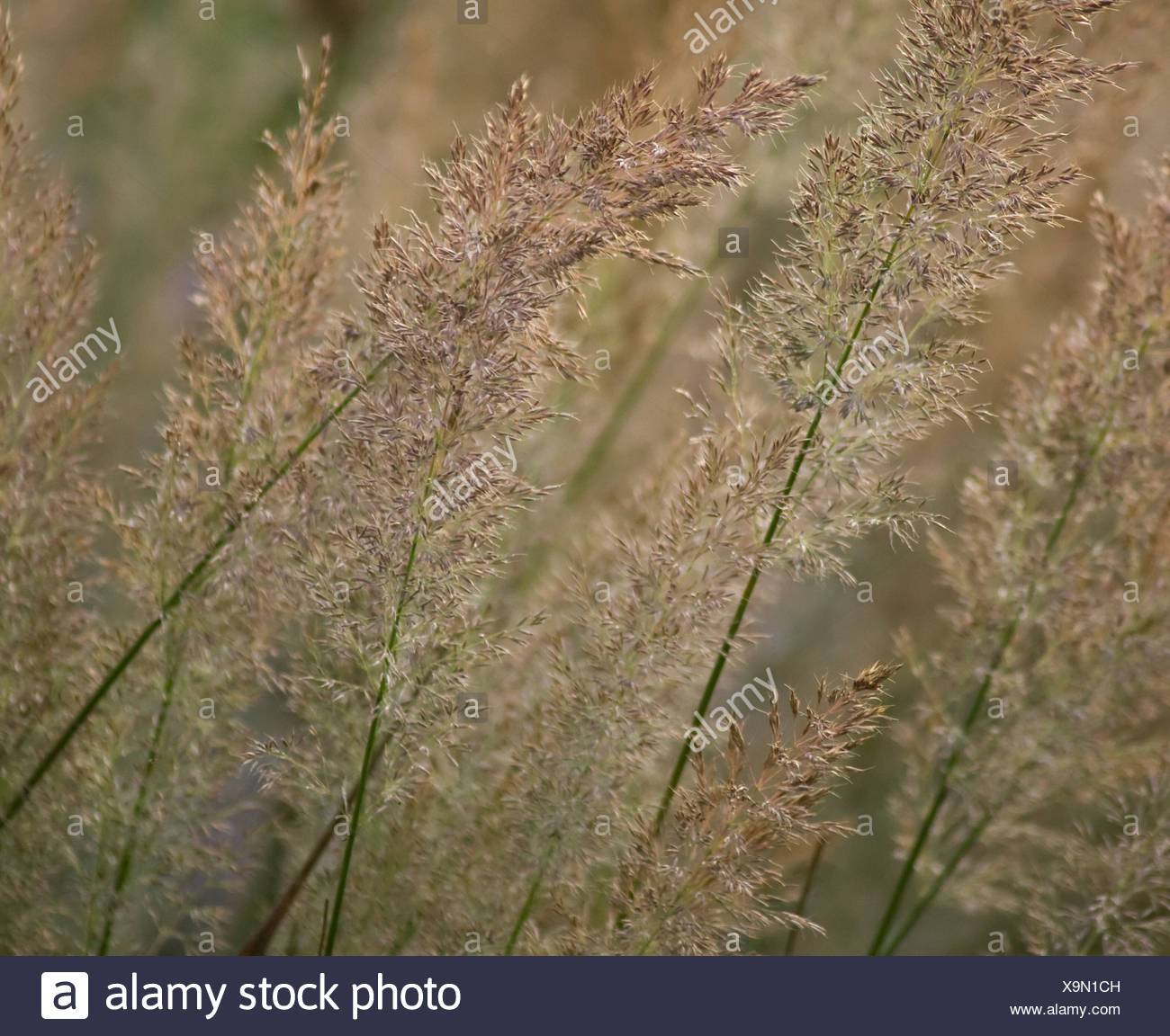 Korean Feather Reed High Resolution Stock Photography and Images - Alamy