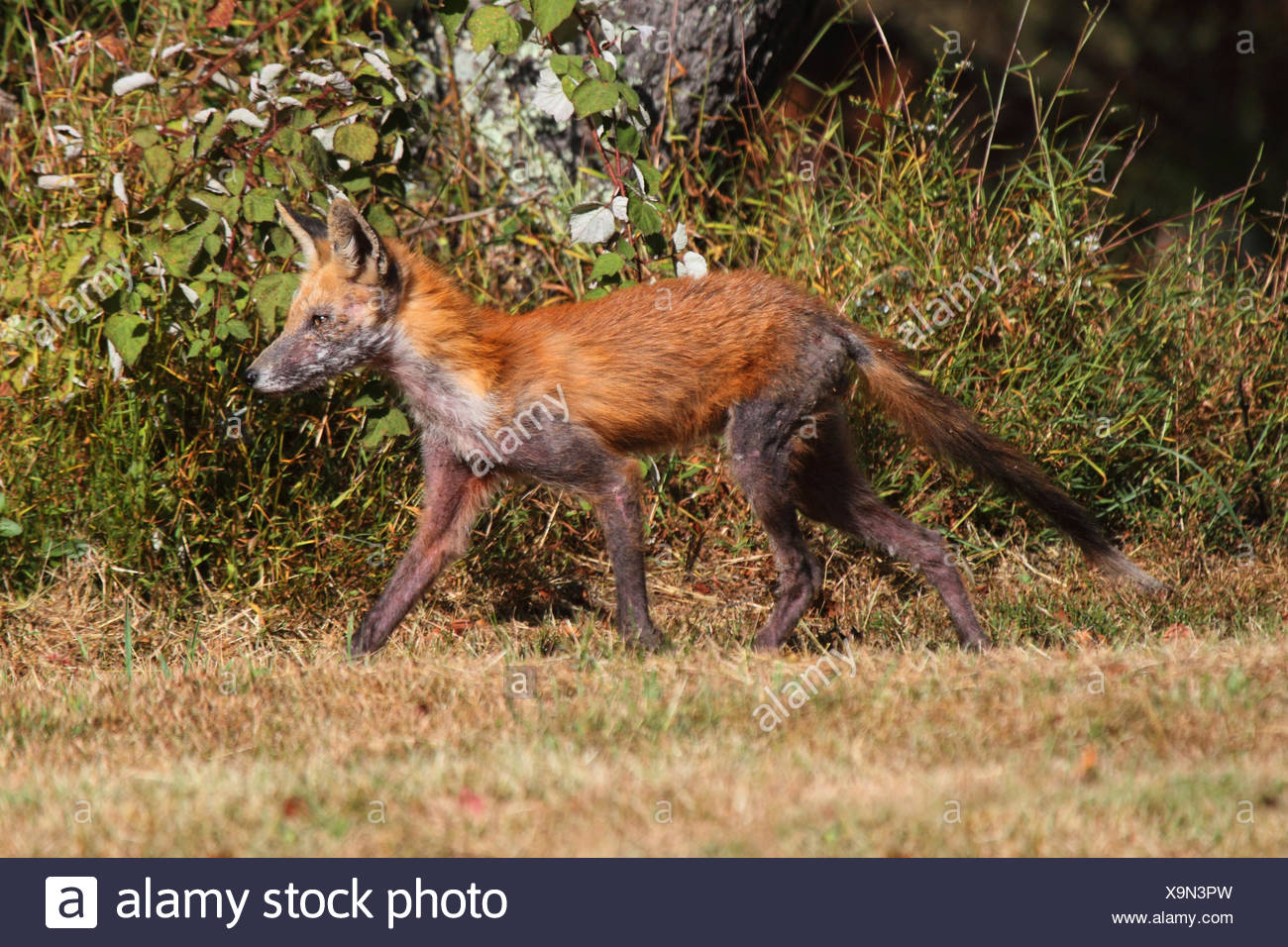 Fox Mange Stock Photos & Fox Mange Stock Images Alamy
