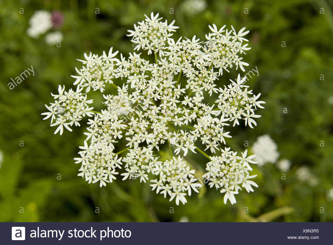 Umbel Plant High Resolution Stock Photography and Images - Alamy