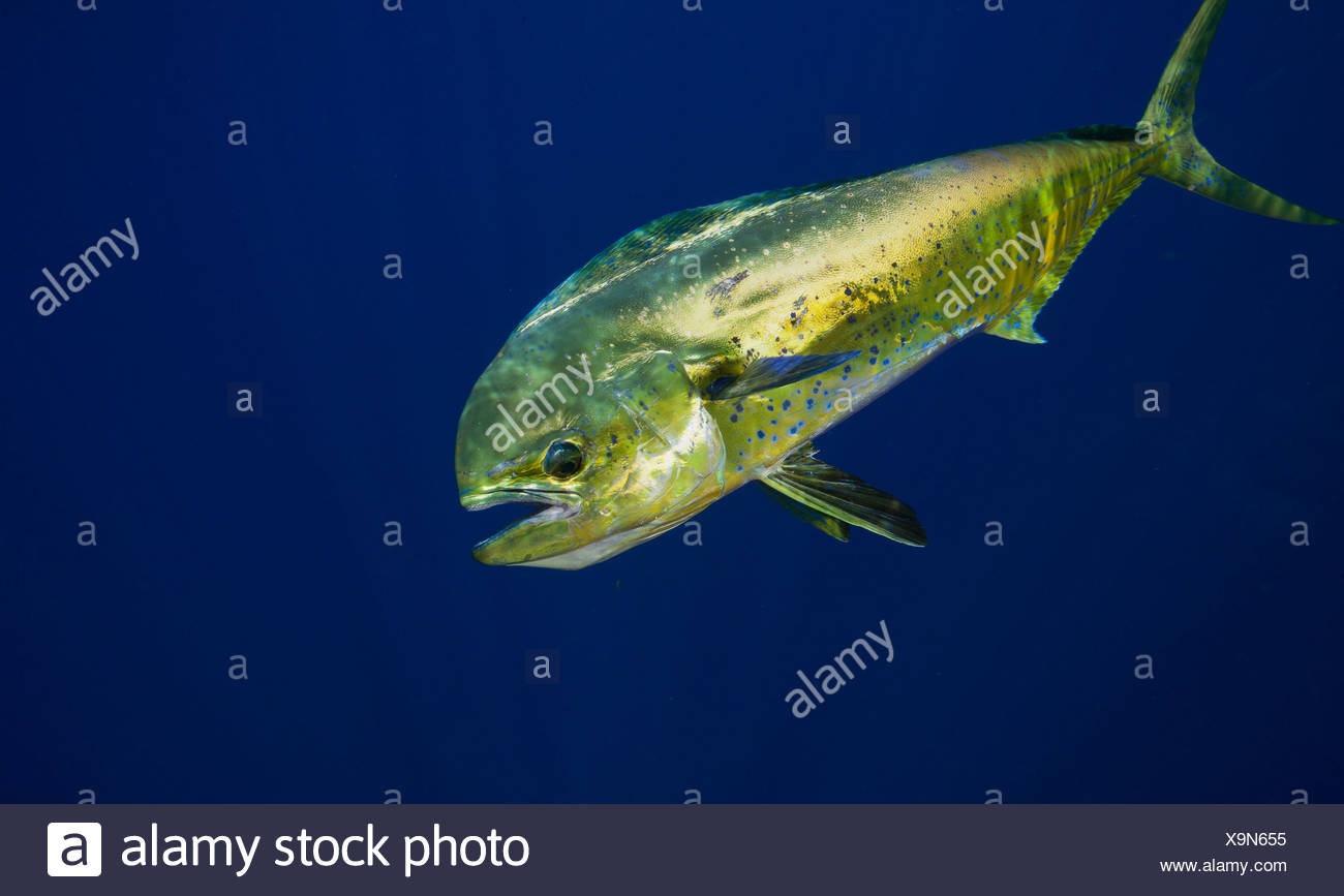 Bull Dolphin Or Mahi Mahi Stock Photo Alamy