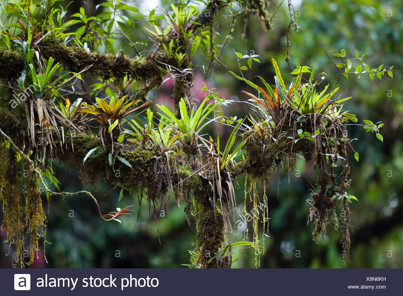 Epiphytes Plant High Resolution Stock Photography and Images Alamy