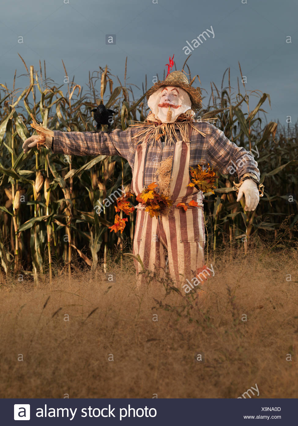 Scarecrow In Corn Field High Resolution Stock Photography and Images