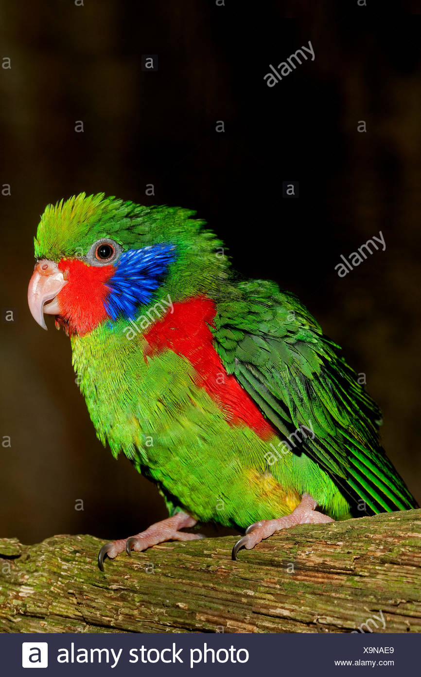 Charmosyna Placentis High Resolution Stock Photography and Images Alamy