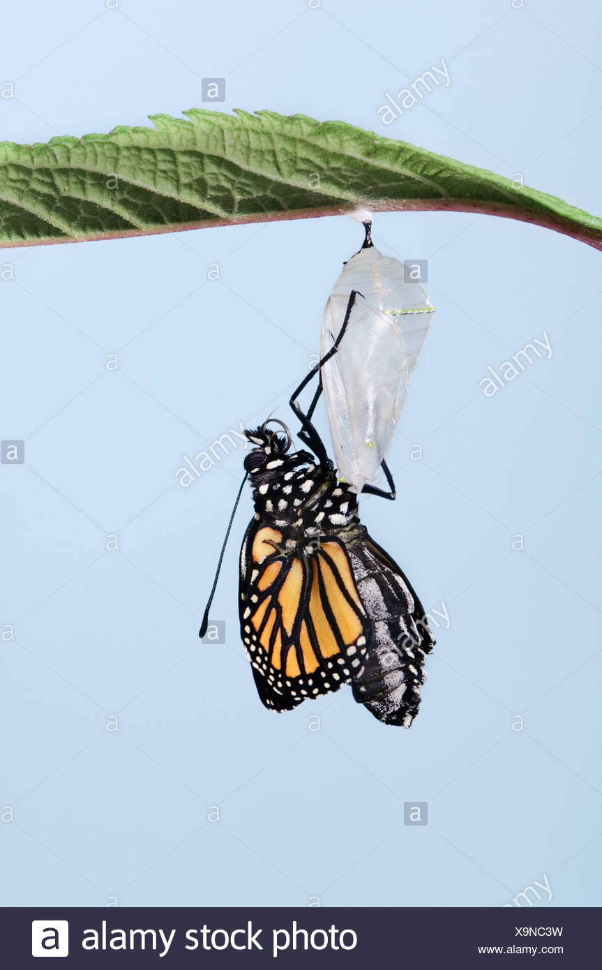 Butterfly Life Cycle High Resolution Stock Photography and Images Alamy