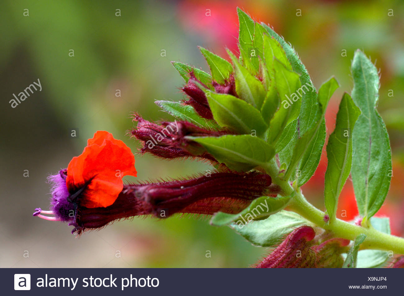 Cuphea Stock Photos & Cuphea Stock Images - Alamy