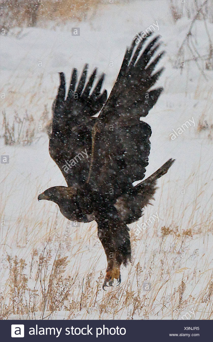 Gain Stock Photos Gain Stock Images Alamy