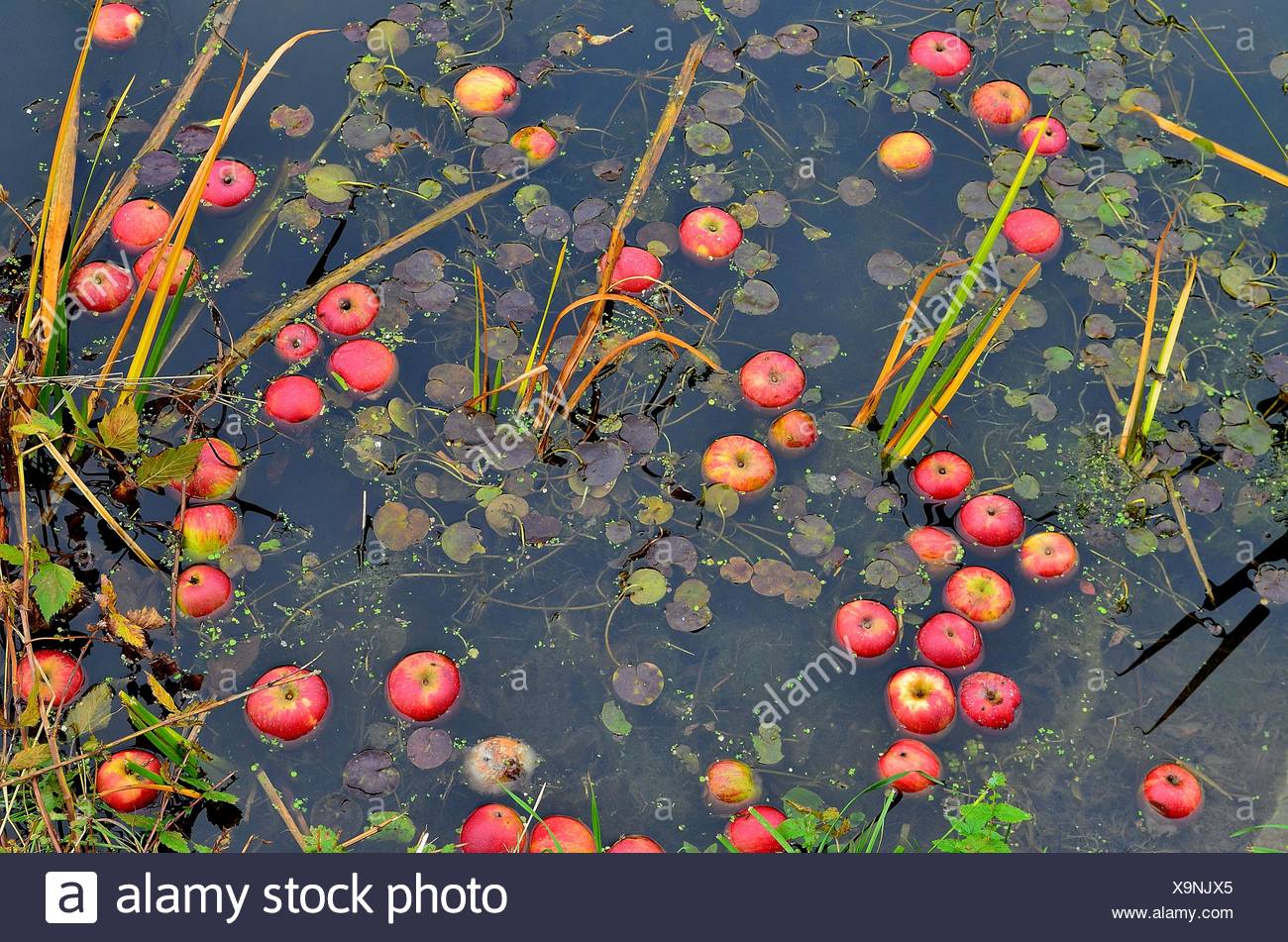 Pond Apple High Resolution Stock Photography and Images Alamy