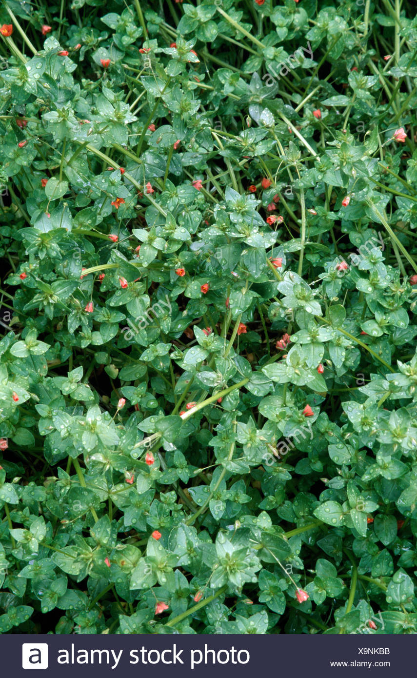 Green Creeping Foliage High Resolution Stock Photography and Images Alamy