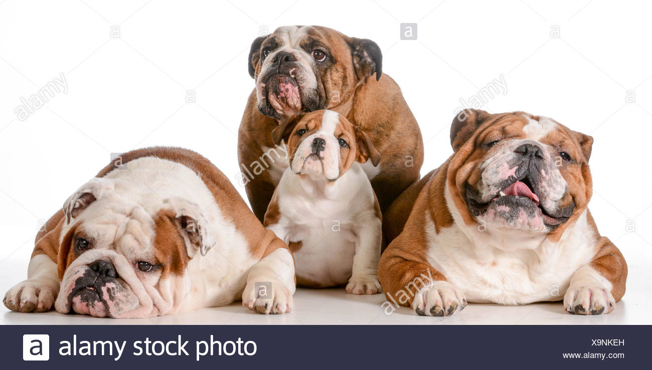 english bulldog family dog