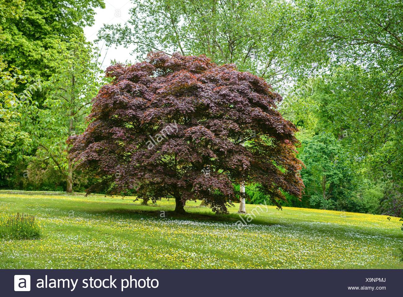 Different Types Of Japanese Maples Japanese Garden Plants