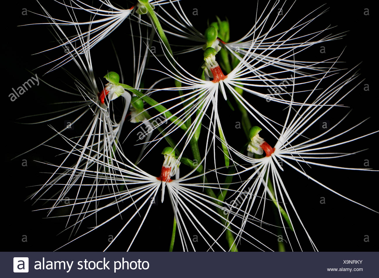Habenaria Stock Photo