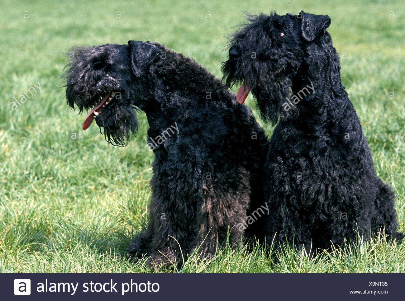kerry blue terrier hunting