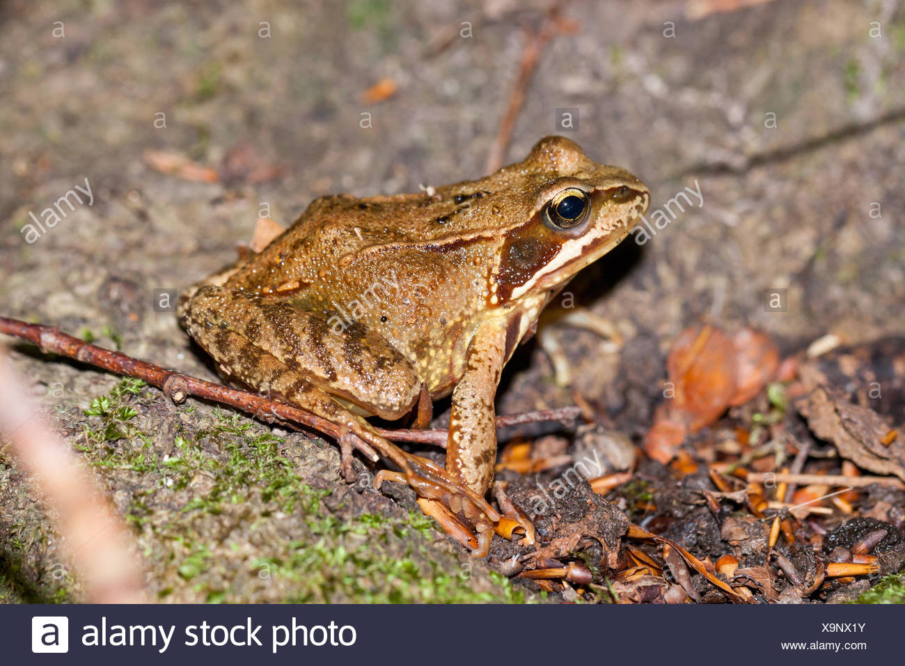 Wald Frosch Stock Photos & Wald Frosch Stock Images Alamy