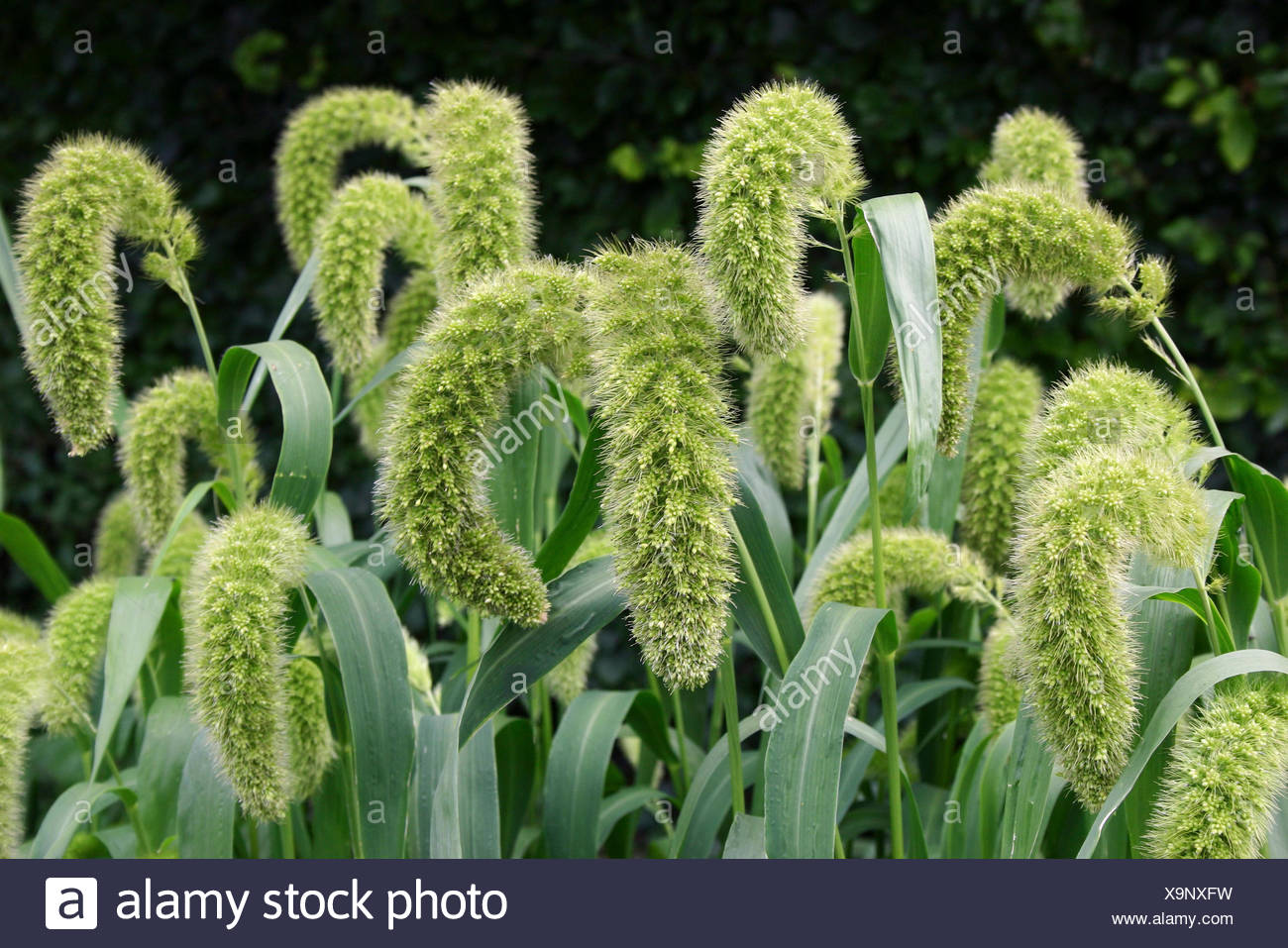 Setaria Italica Stock Photos & Setaria Italica Stock Images Alamy