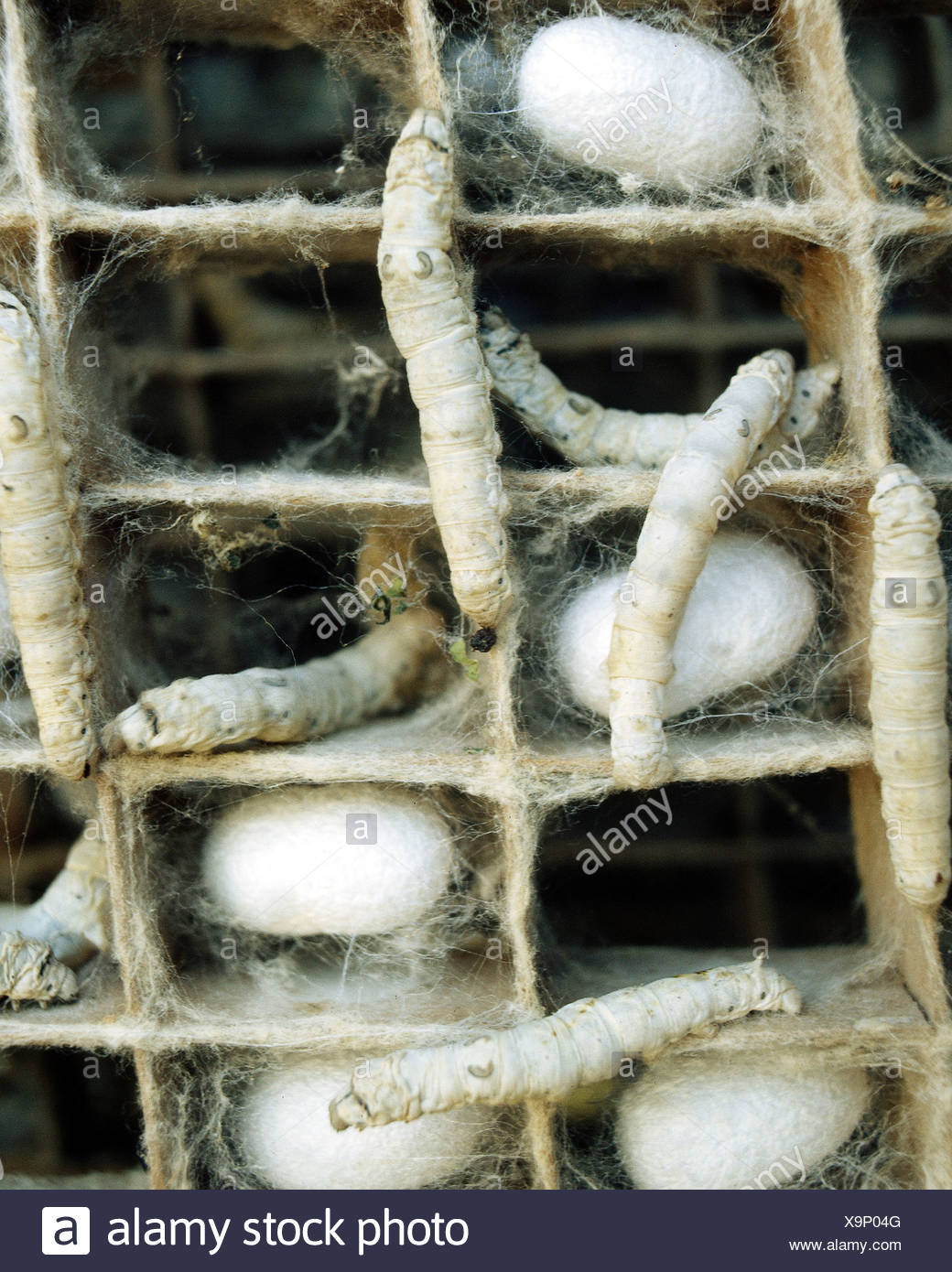 Silkworm Eggs High Resolution Stock Photography and Images Alamy