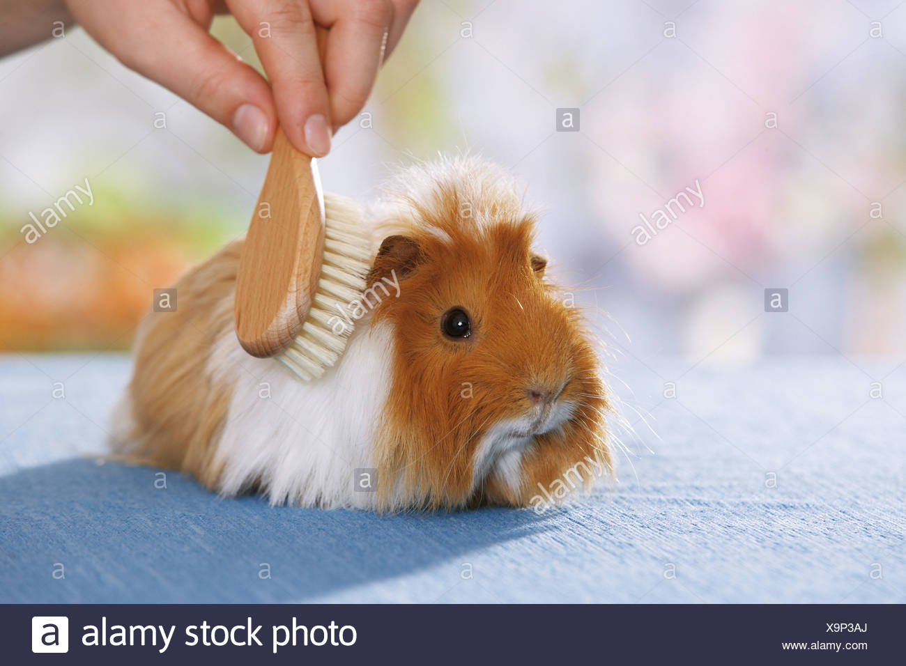 guinea pig brush,www.backtonaturelandcare.com