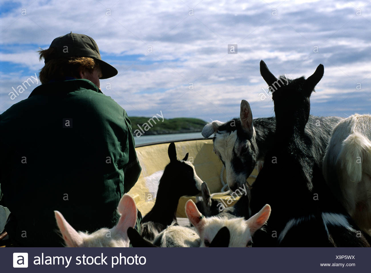 Transporting Animals High Resolution Stock Photography and Images Alamy