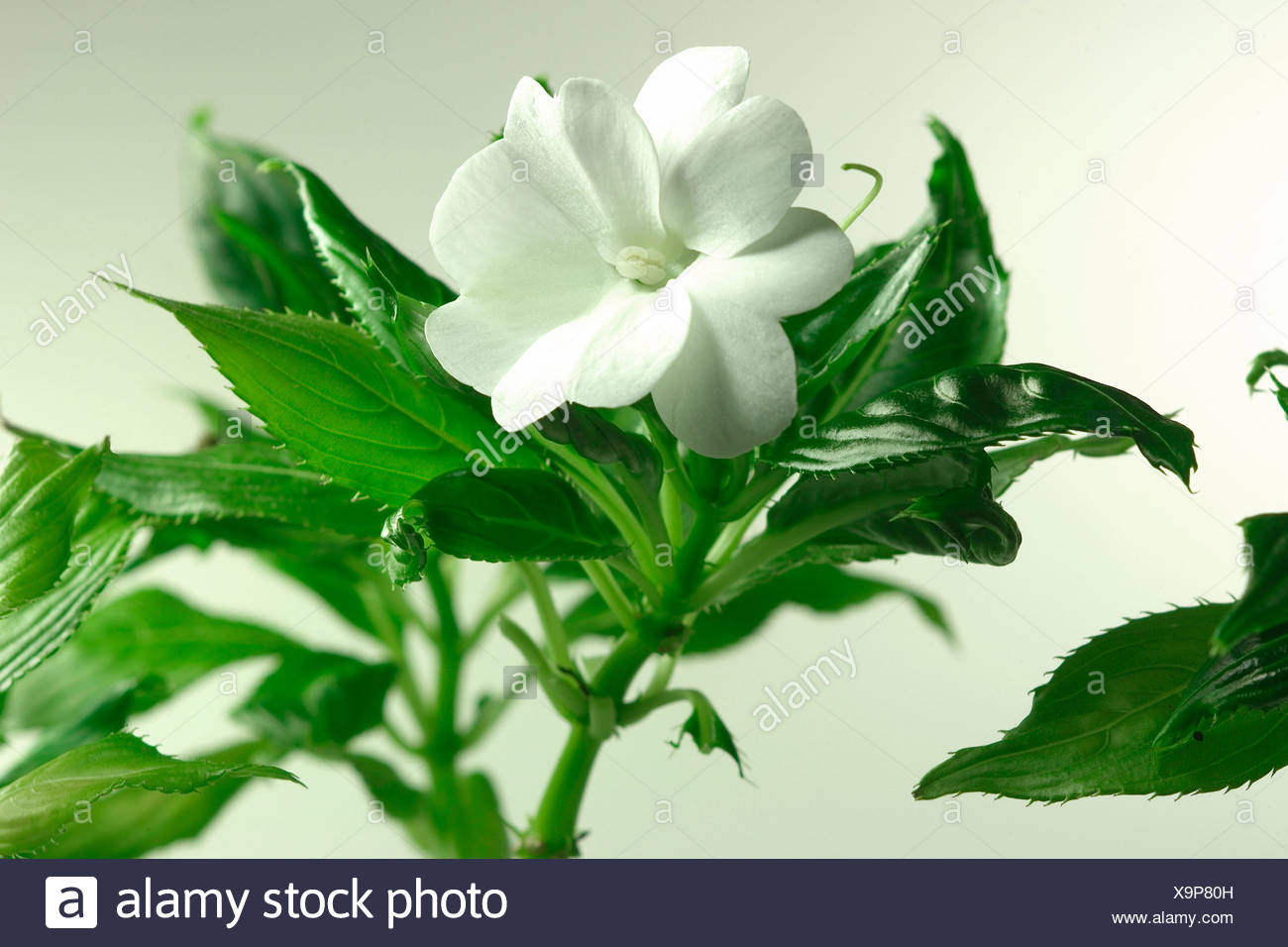 Busy Lizzie, Impatiens walleriana Stock Photo