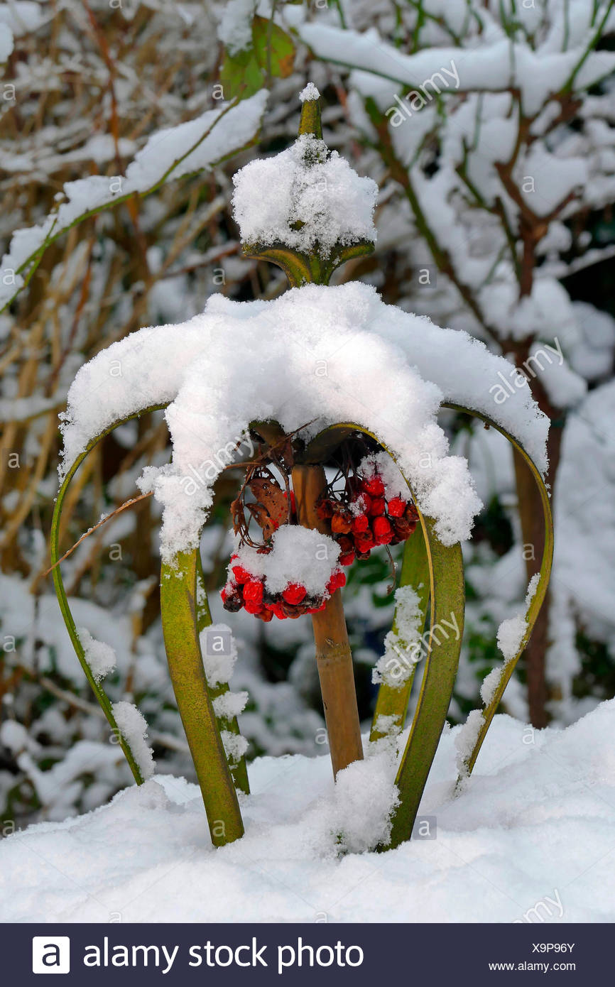 European Mountain Ash Rowan Tree Sorbus Aucuparia Fruits As
