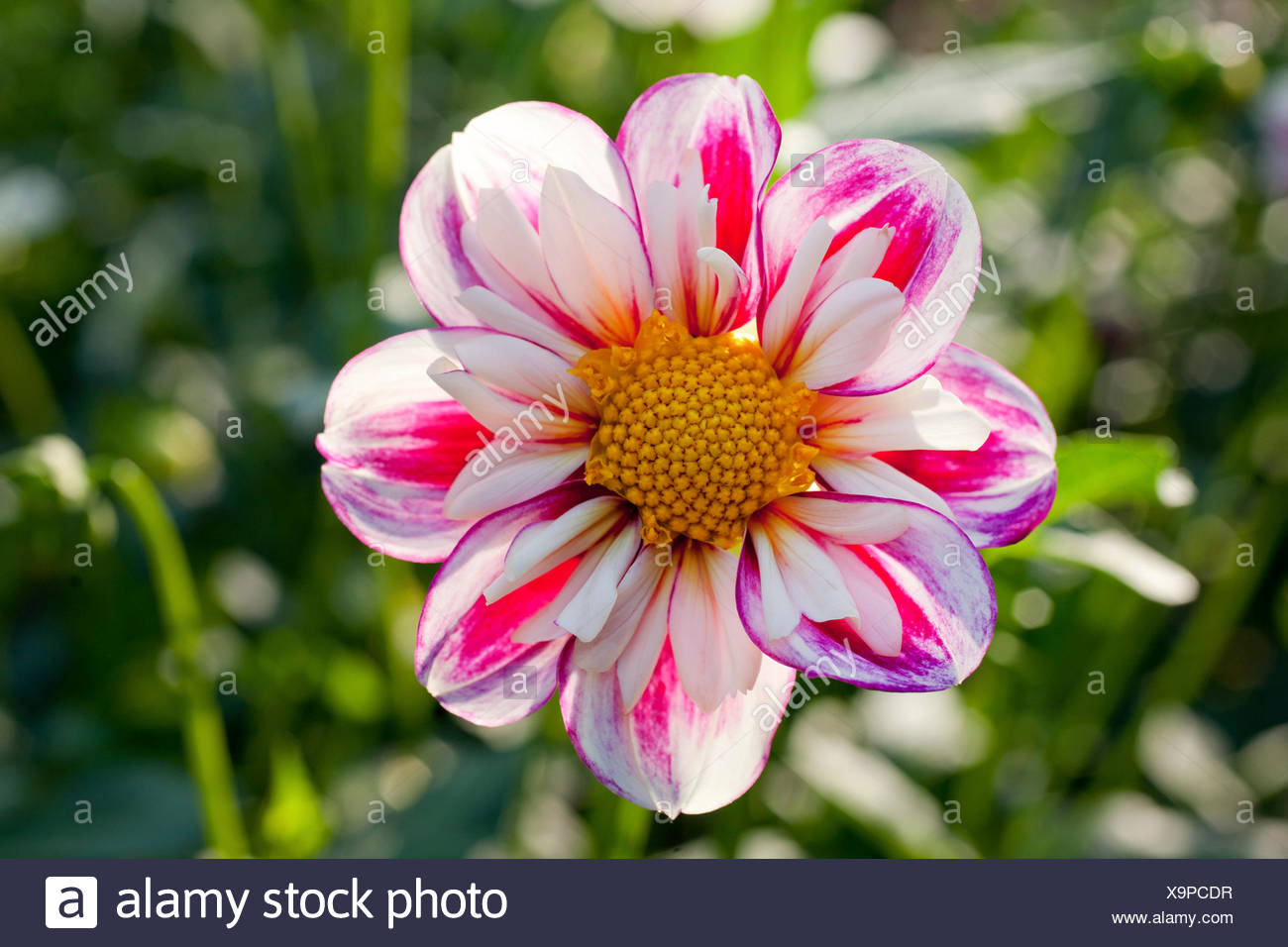 Bumble Rumble High Resolution Stock Photography And Images Alamy alamy