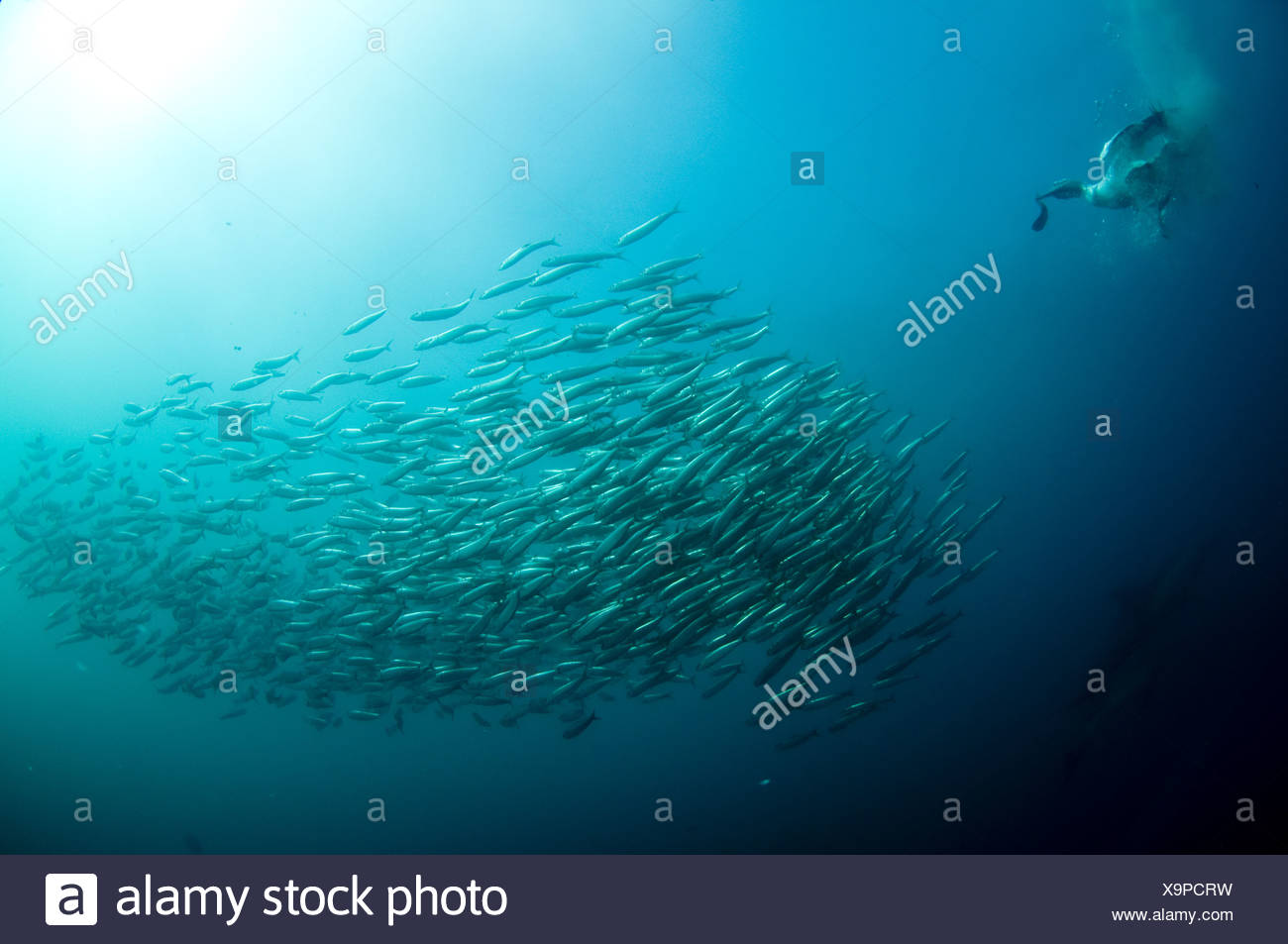 small bait fish