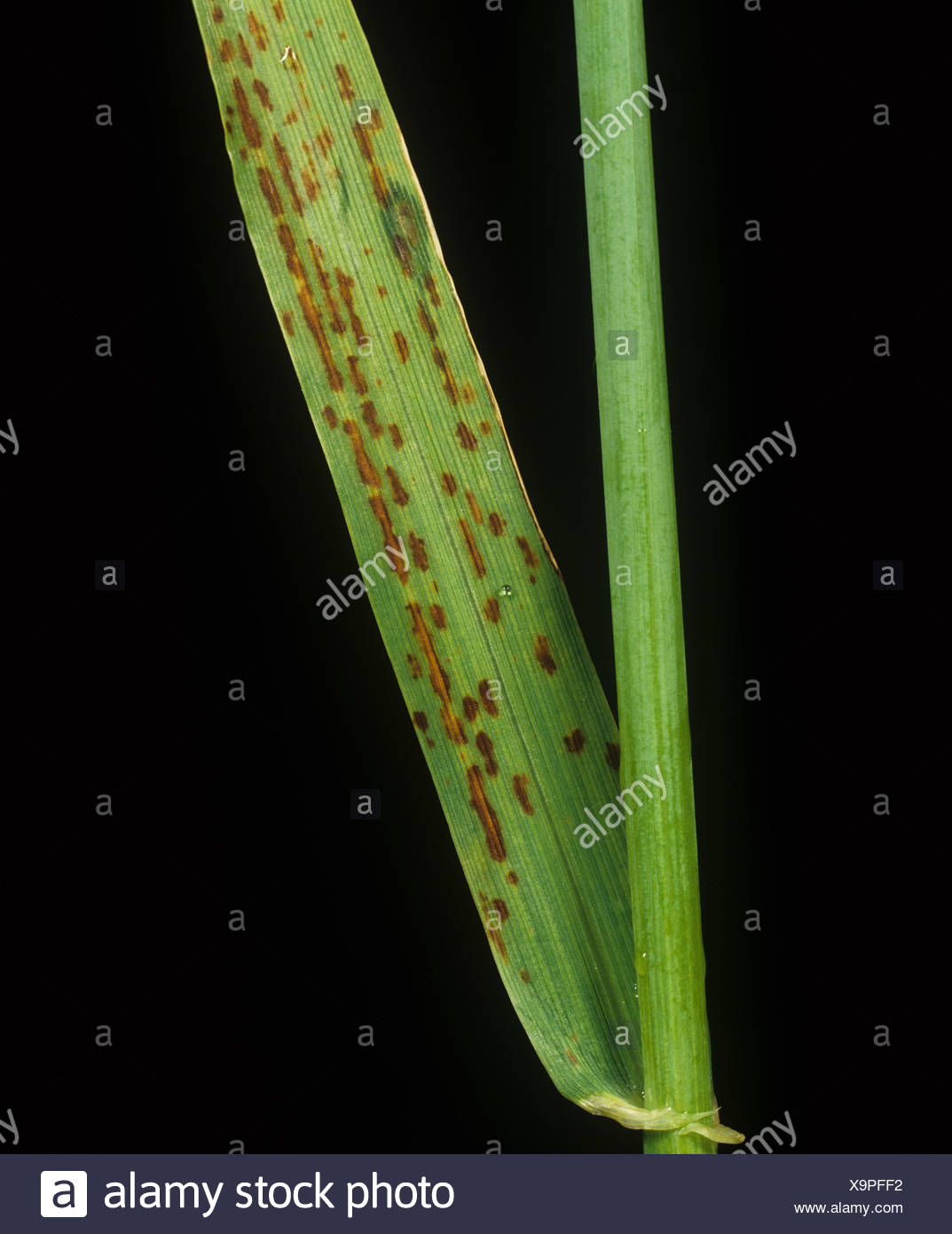 Manganese Deficiency High Resolution Stock Photography and Images - Alamy