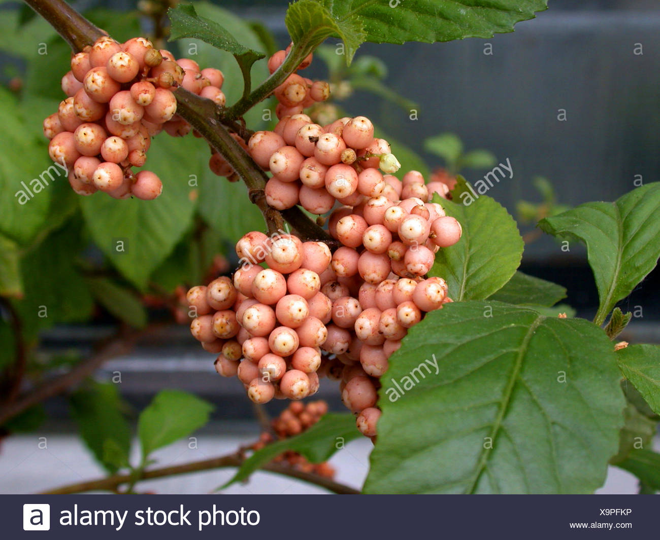 Myrsinaceae Stock Photos & Myrsinaceae Stock Images - Alamy