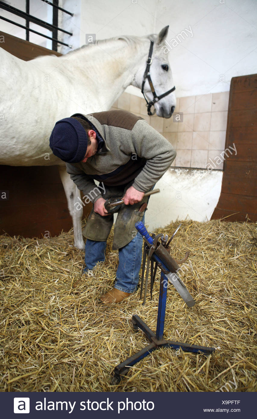 Man Shoeing Horse Stock Photos & Man Shoeing Horse Stock Images Alamy