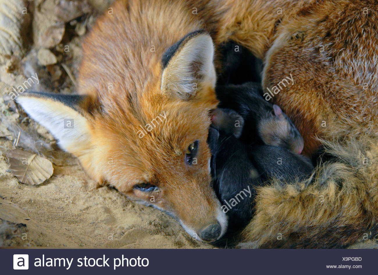 newborn fox