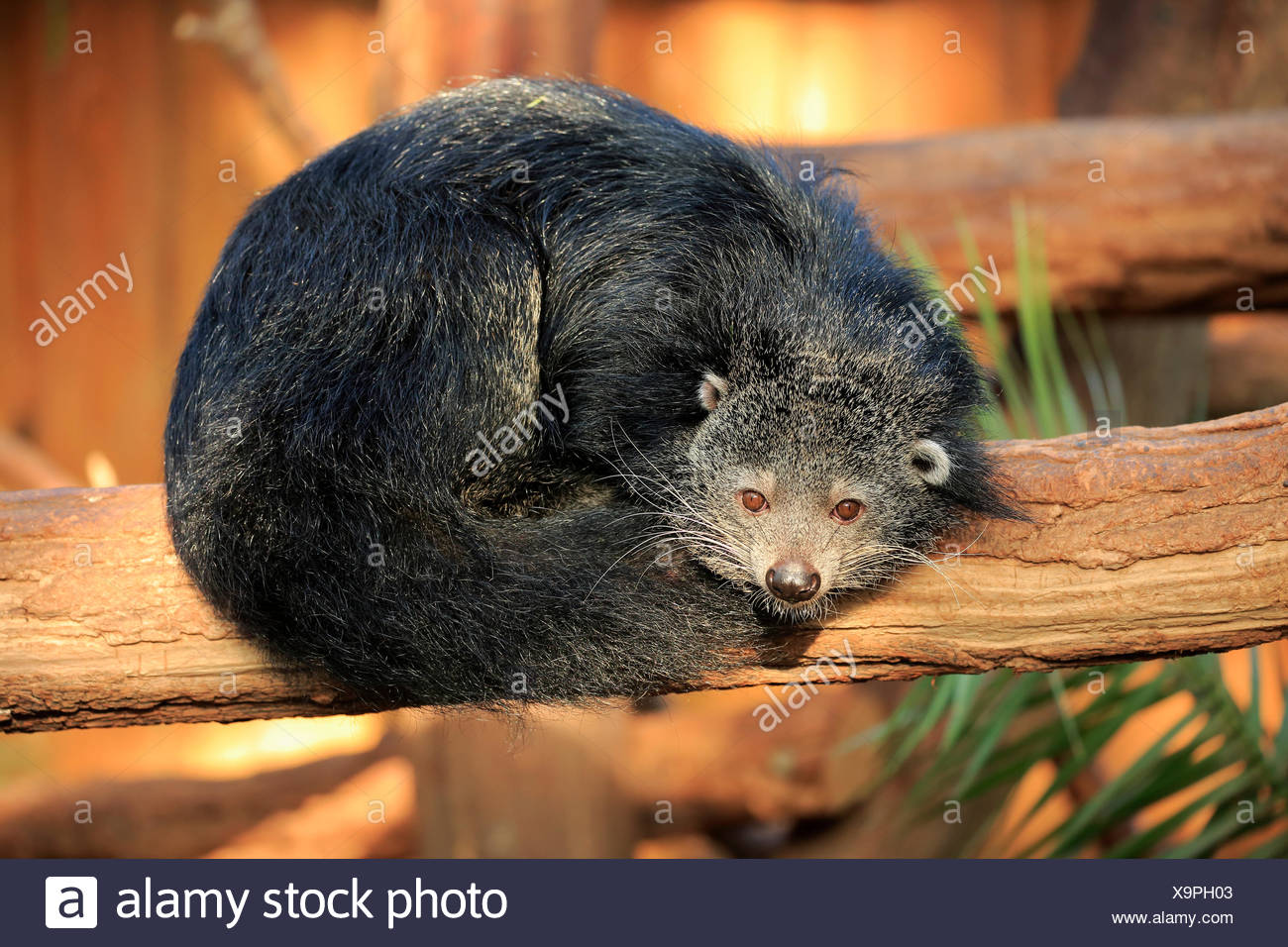 Binturong Civet Or Asian Bearcat Arctictis Binturong High Resolution Binturong Civet Or Asian Bearcat Arctictis Binturong High Resolution