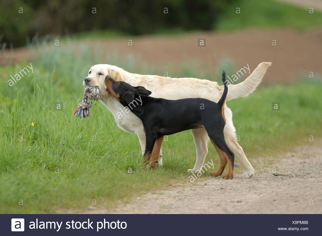 labrador pinscher